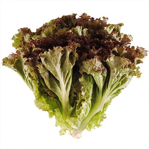 alfaceroxa.jpg